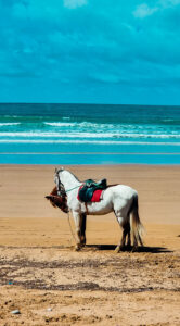 ONA-x-The-Yogi-Surfer--Sejour-Sportif-Bien-etre--Training-Surf-Yoga--Mars-2022--080 Ona, Sport Bien-être - Séjours sportifs et ressourçants - The Yogi Surfer, Maroc - Training, Surf et Yoga - Mars 2022
