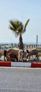 ONA--Sejour-Bien_etre--Maroc--The-Yogi-Surfer--Janvier-2023--113 Ona, Sport Bien-être - Séjours sportifs et ressourçants - The Yogi Surfer - Tamraght, Maroc